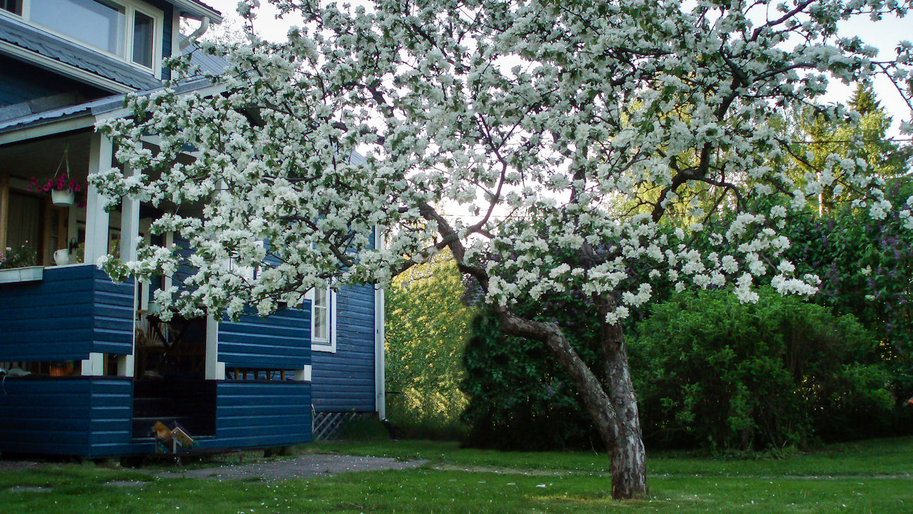 Vihertyö Mattila, piha ja kivityöt